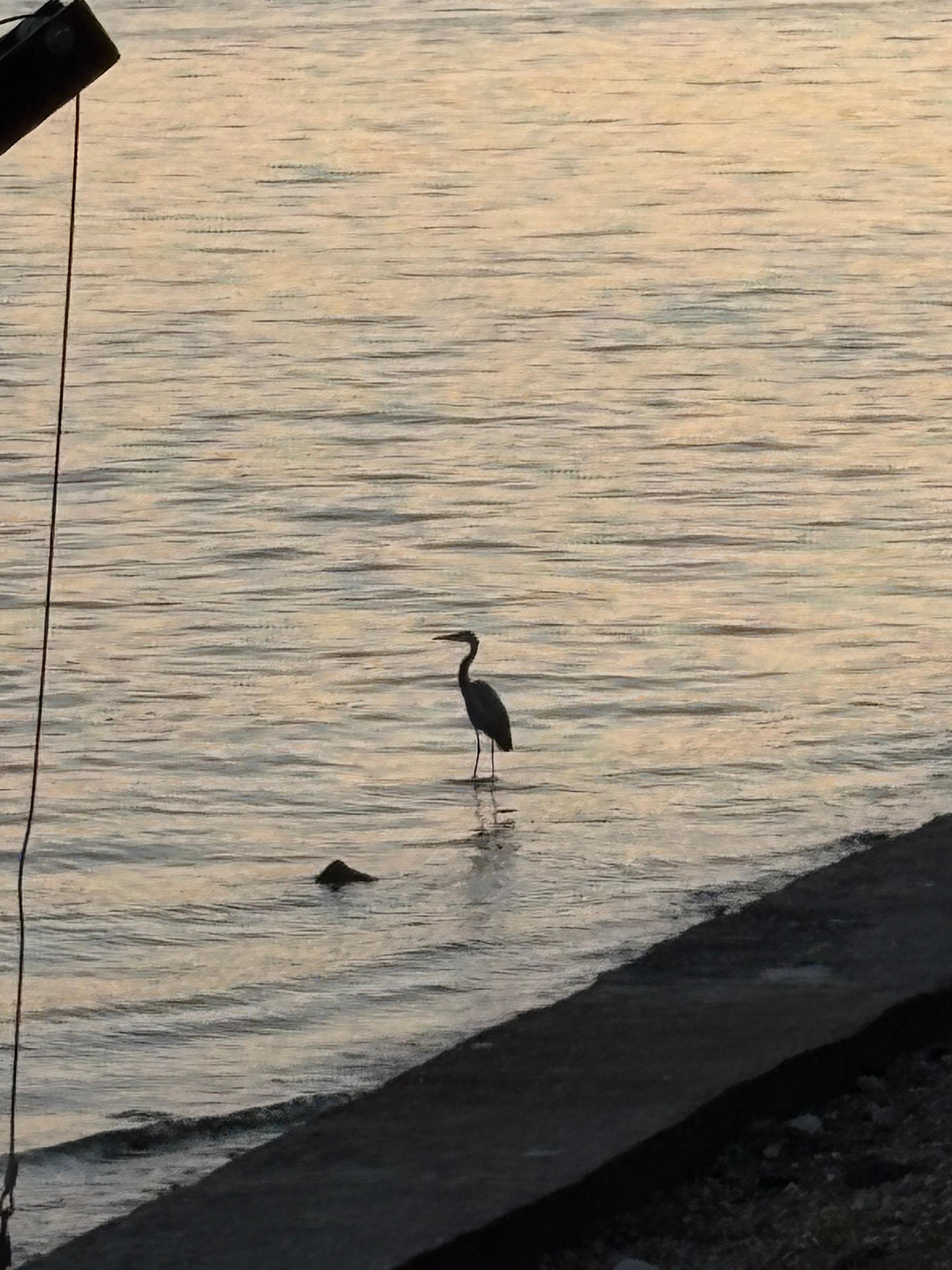 Serene company of Great Blue Heron