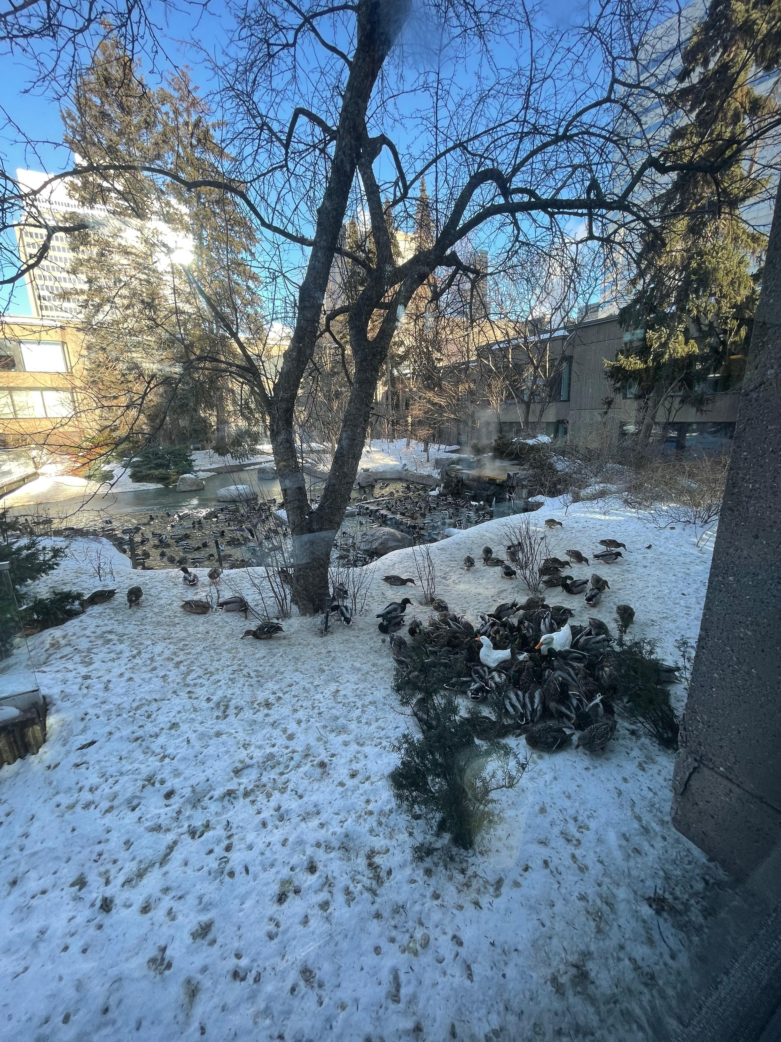 Entertaining duck sanctuary 