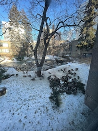 Entertaining duck sanctuary