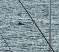 Dolphins in the bay by the deck