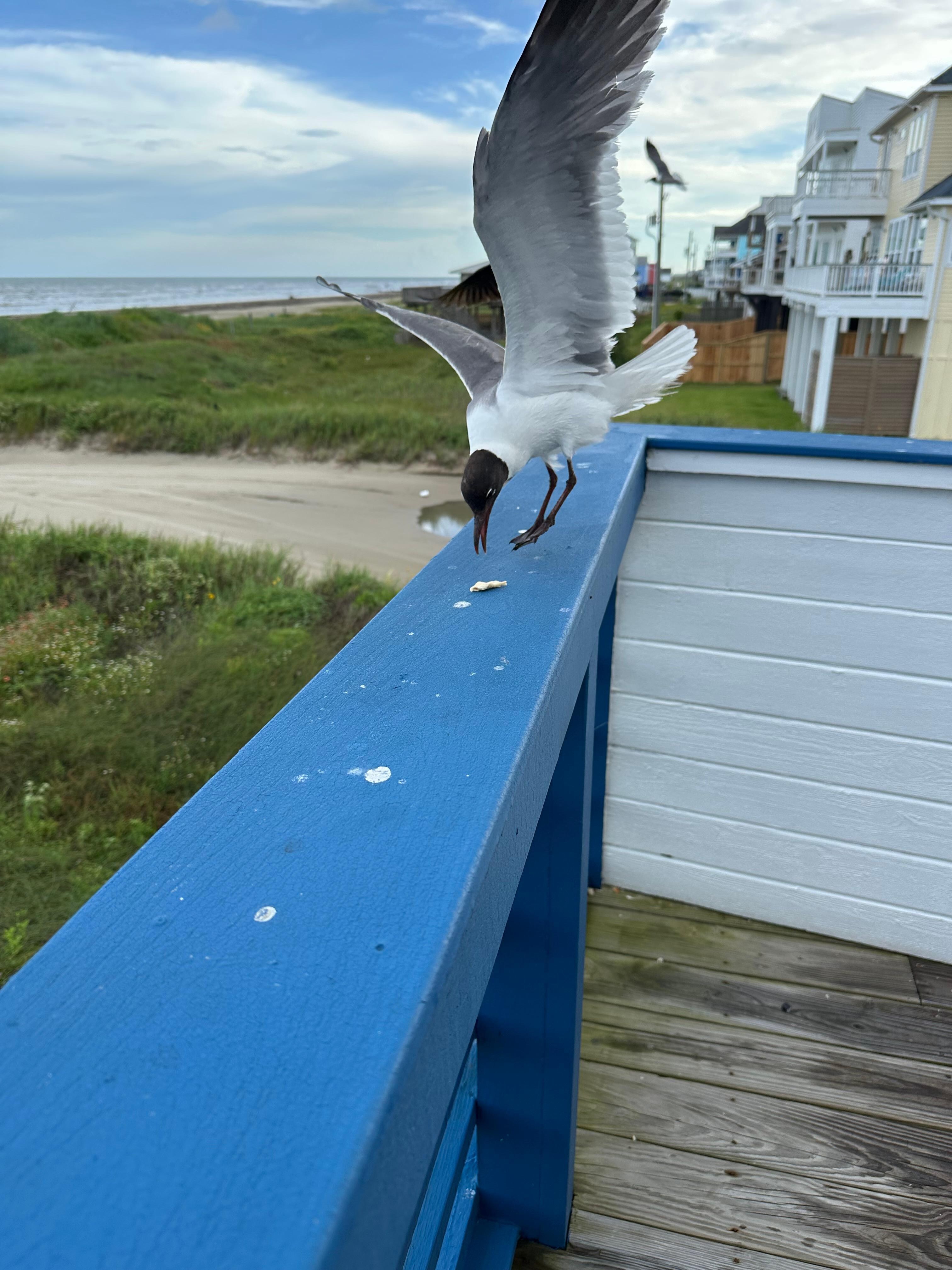 Birds eating
