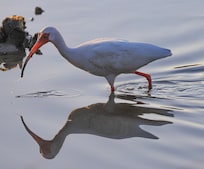 Ibis at low tide across the road at one end of Maria Sanchez Lake