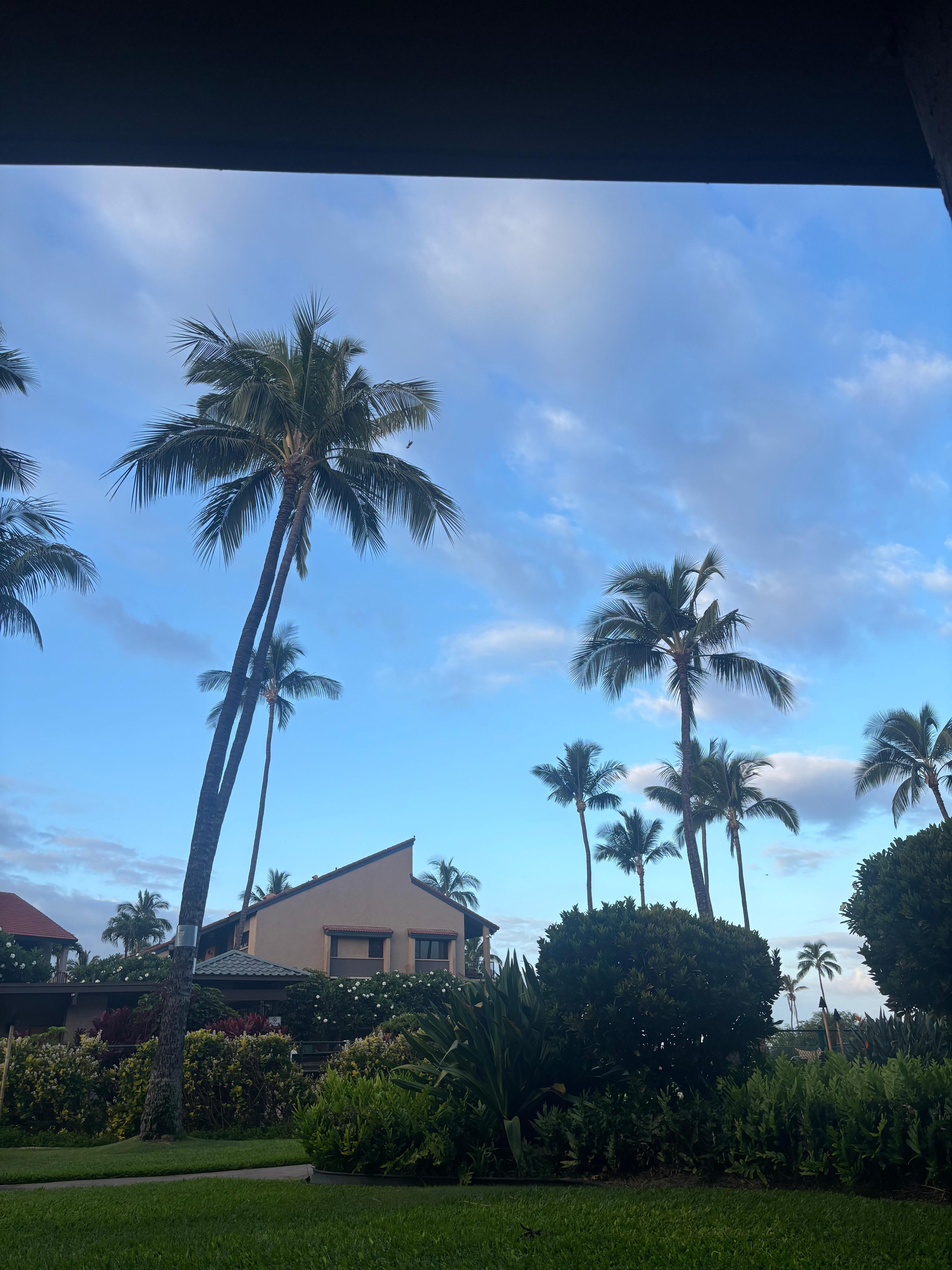 Morning time sitting on the lanai.