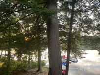Beautiful pines
