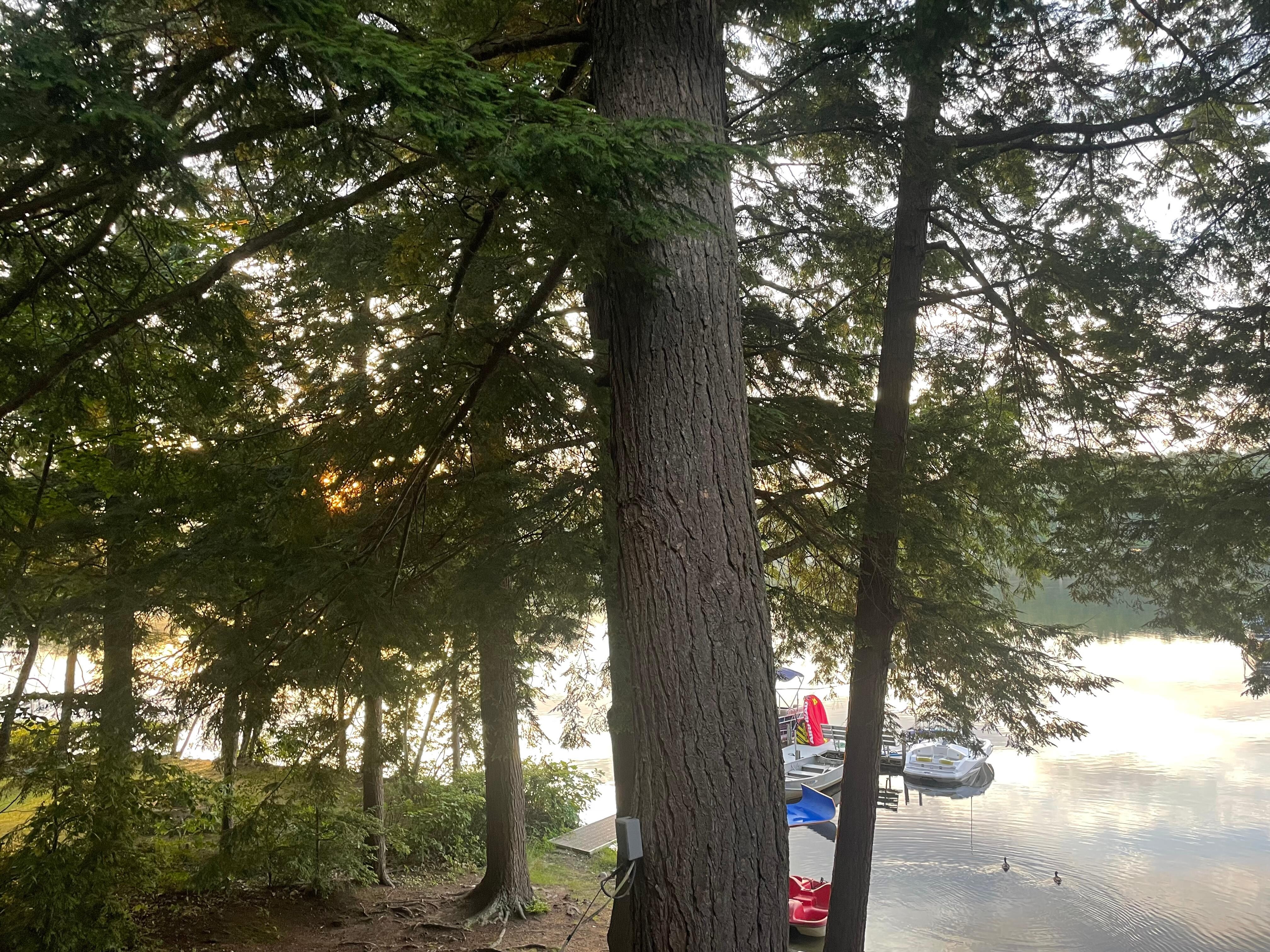 Beautiful pines
