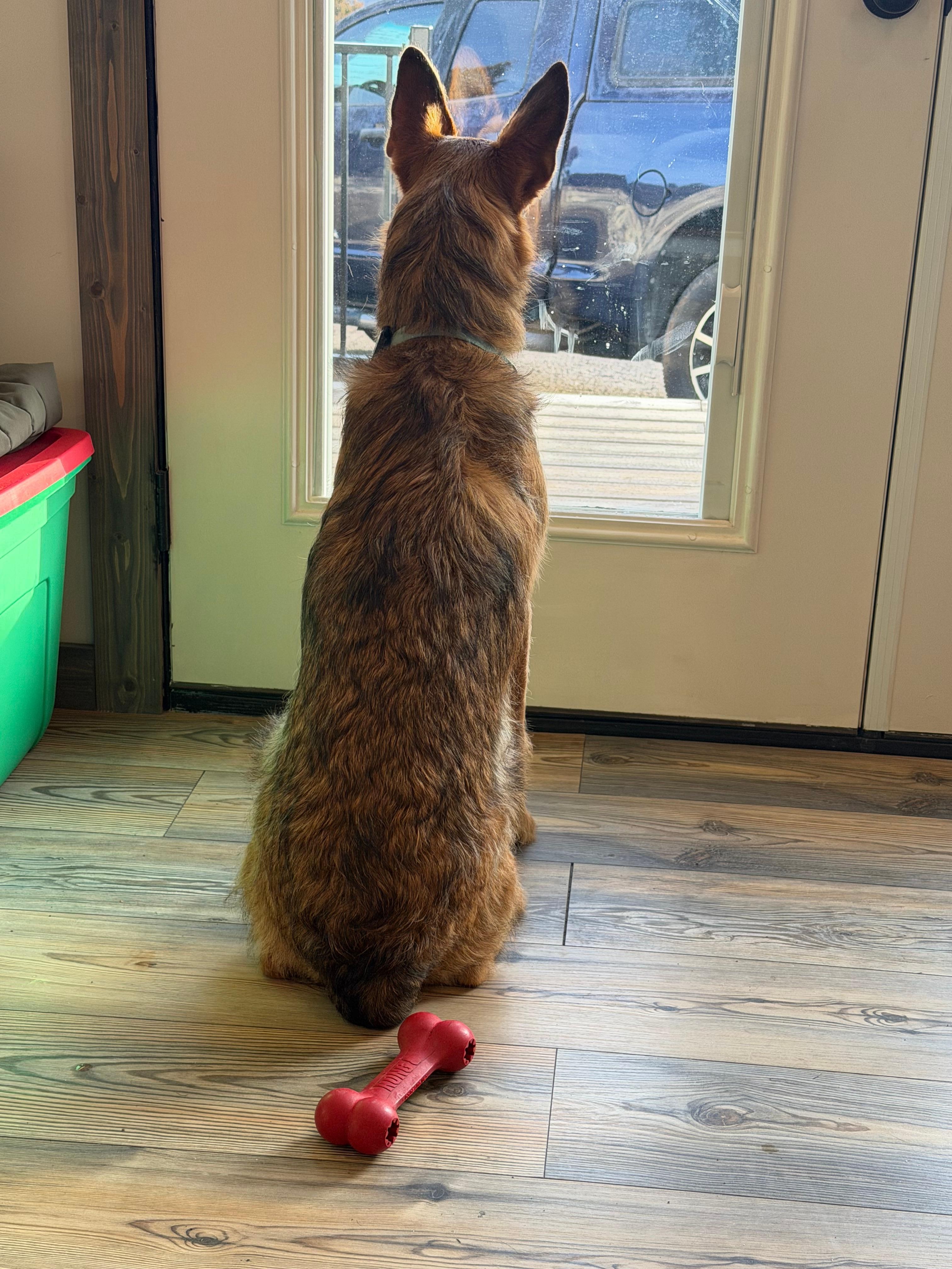 Great for doggies too!