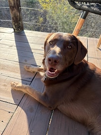 Yona Ridge is dog approved!