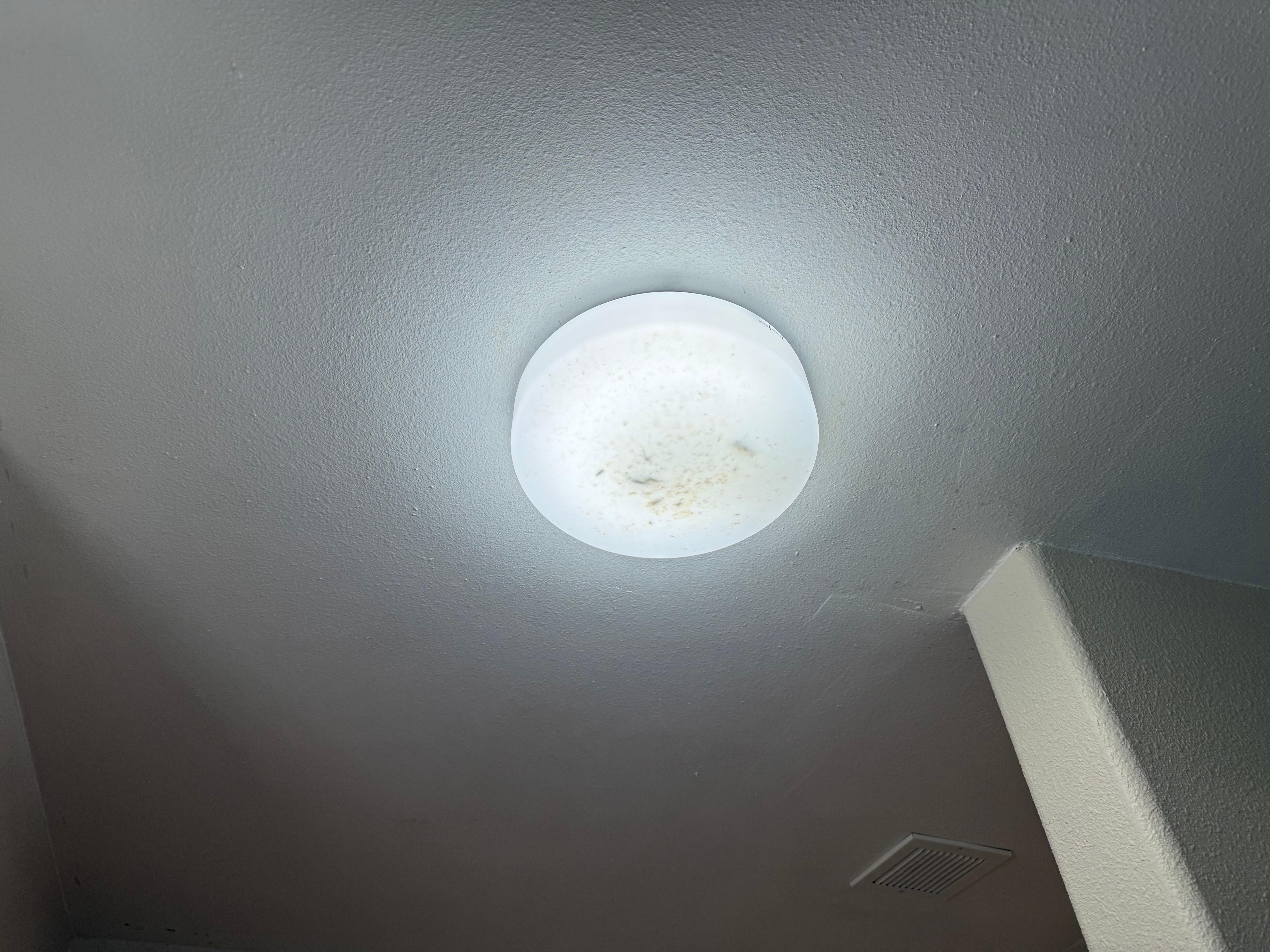 Bugs in light fixture