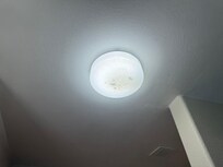 Bugs in light fixture