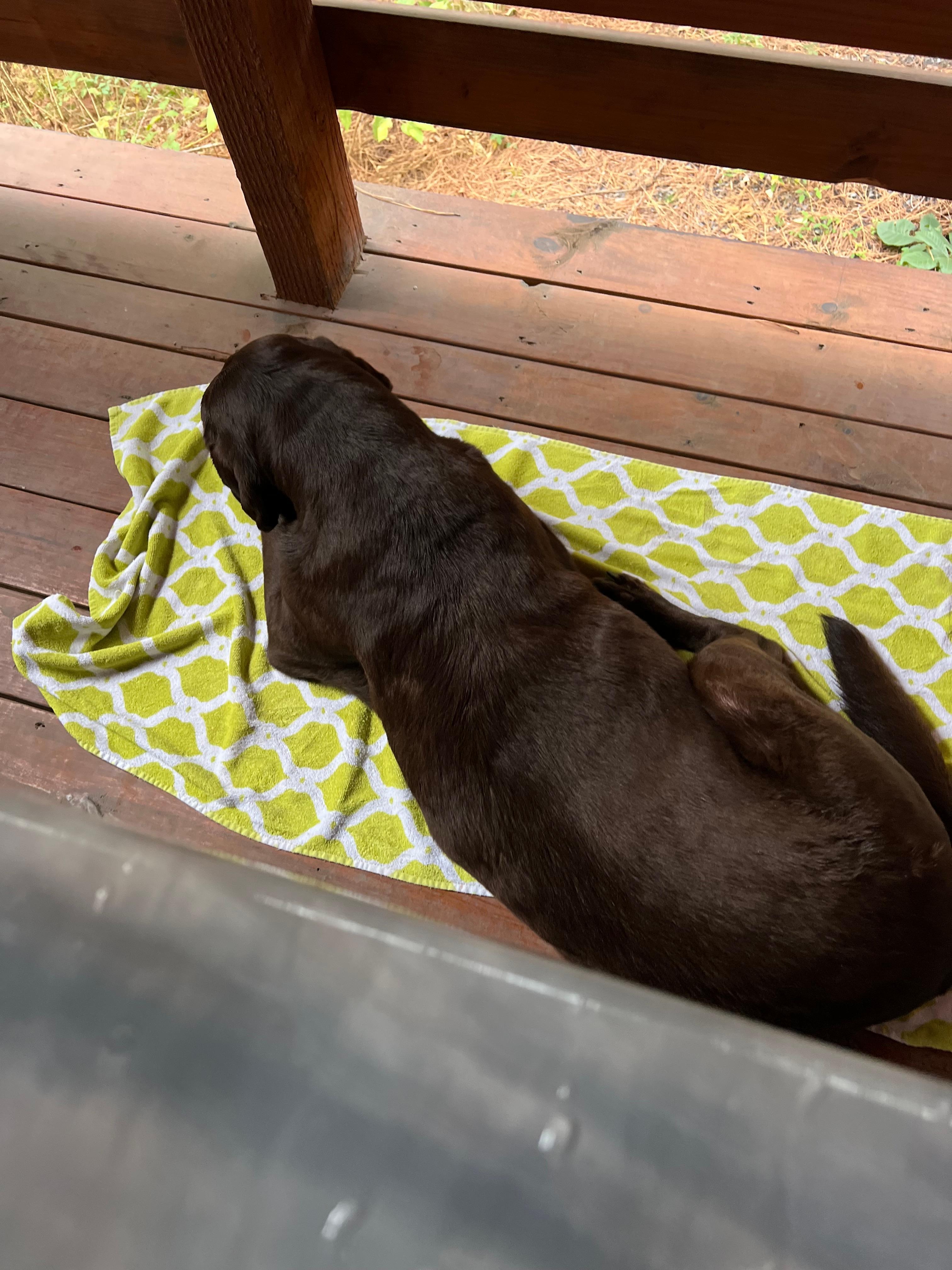Hot tub privacy deck is spacious enough for large pup supervision duties
