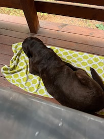 Hot tub privacy deck is spacious enough for large pup supervision duties
