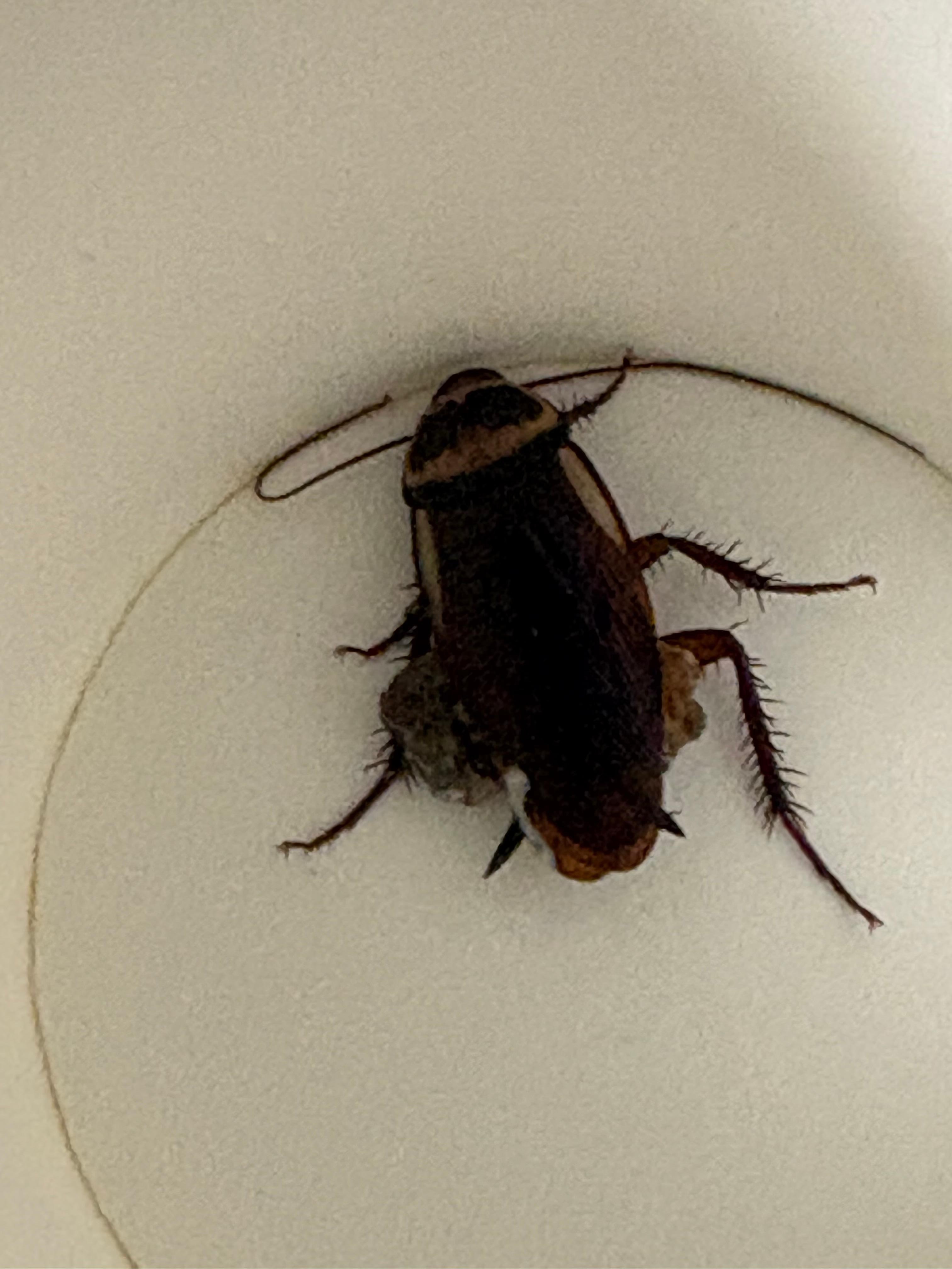 Large one inch bug found first night. We assumed it came in from outside.