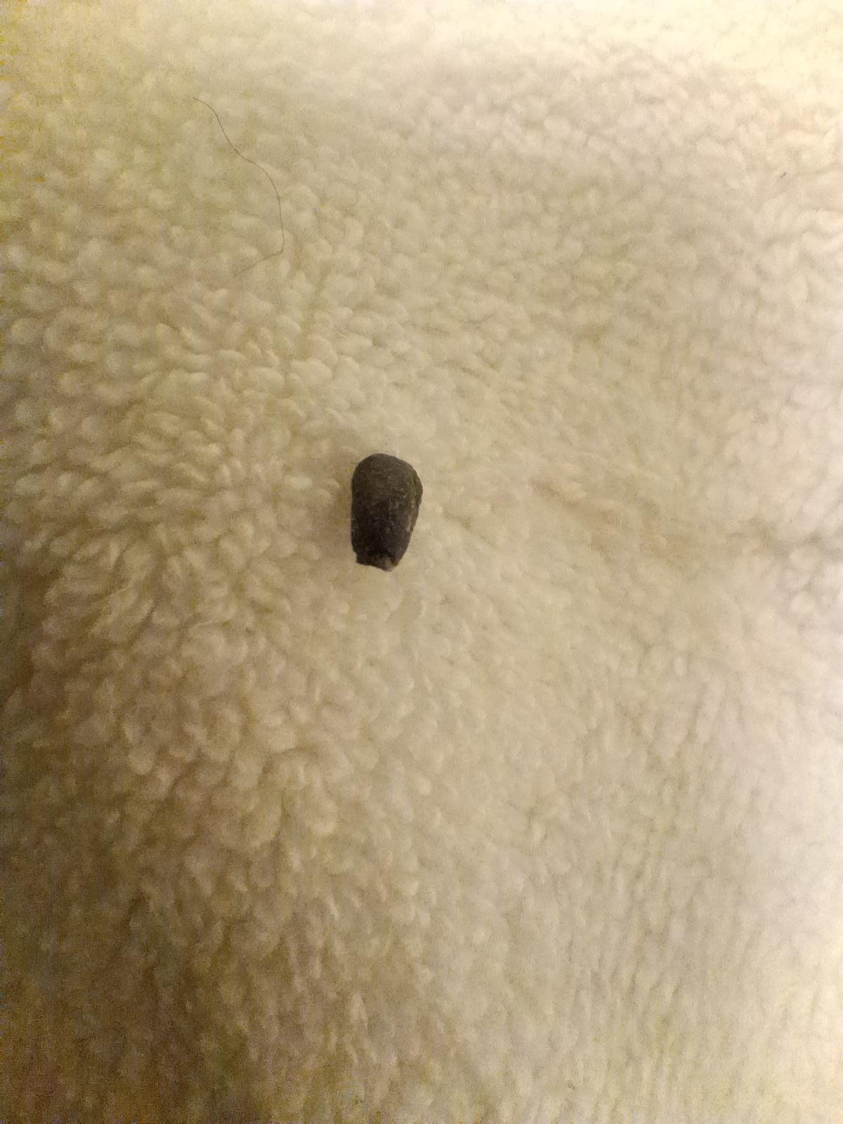 I have put down a towel in the bathroom so when I come out the shower I can step on it. A few hours later after I went back into the bathroom a mouse dropping was on my towel. On sanitary. Disgusting. Just wrong..
