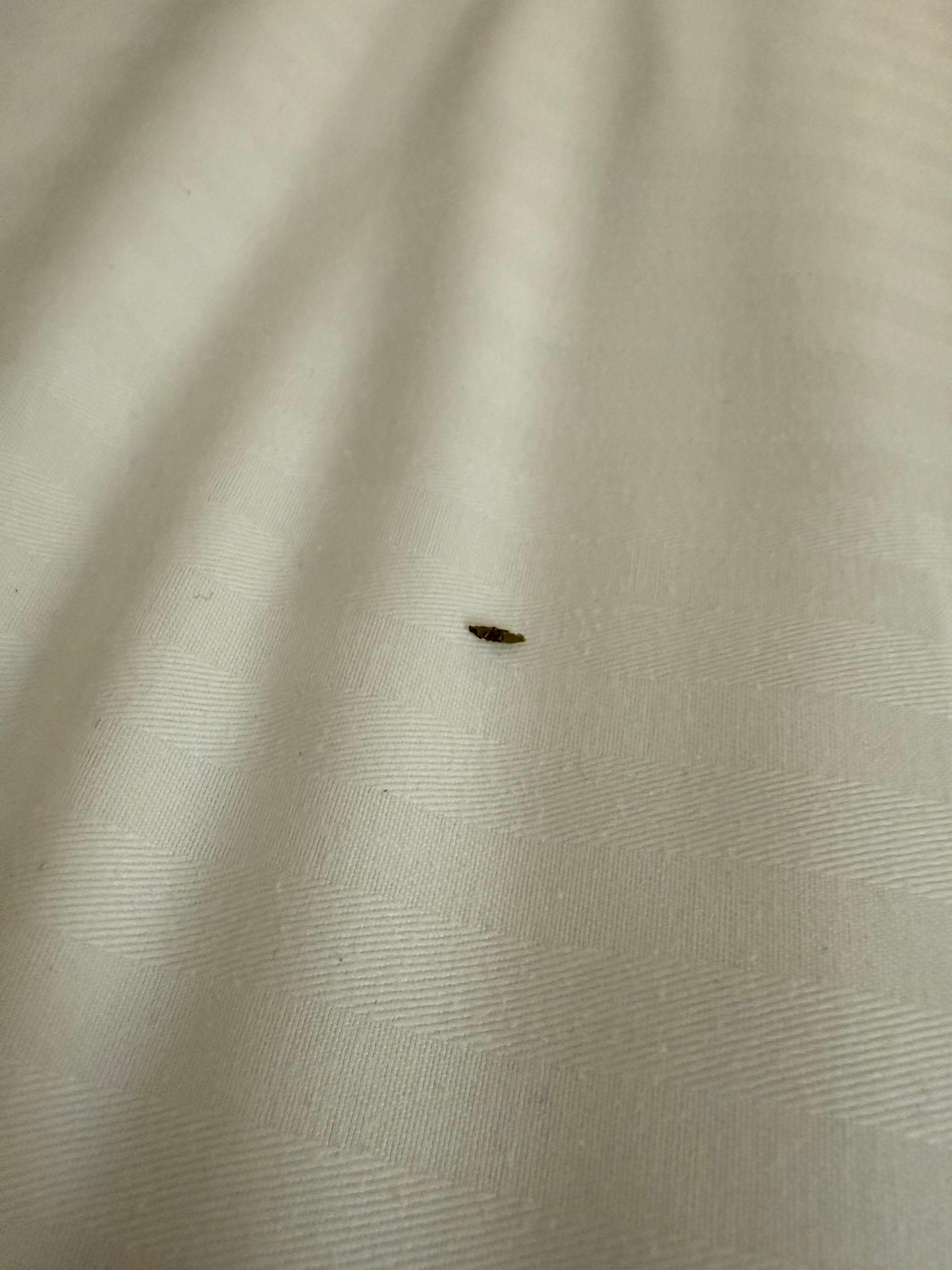Mouse turd. 