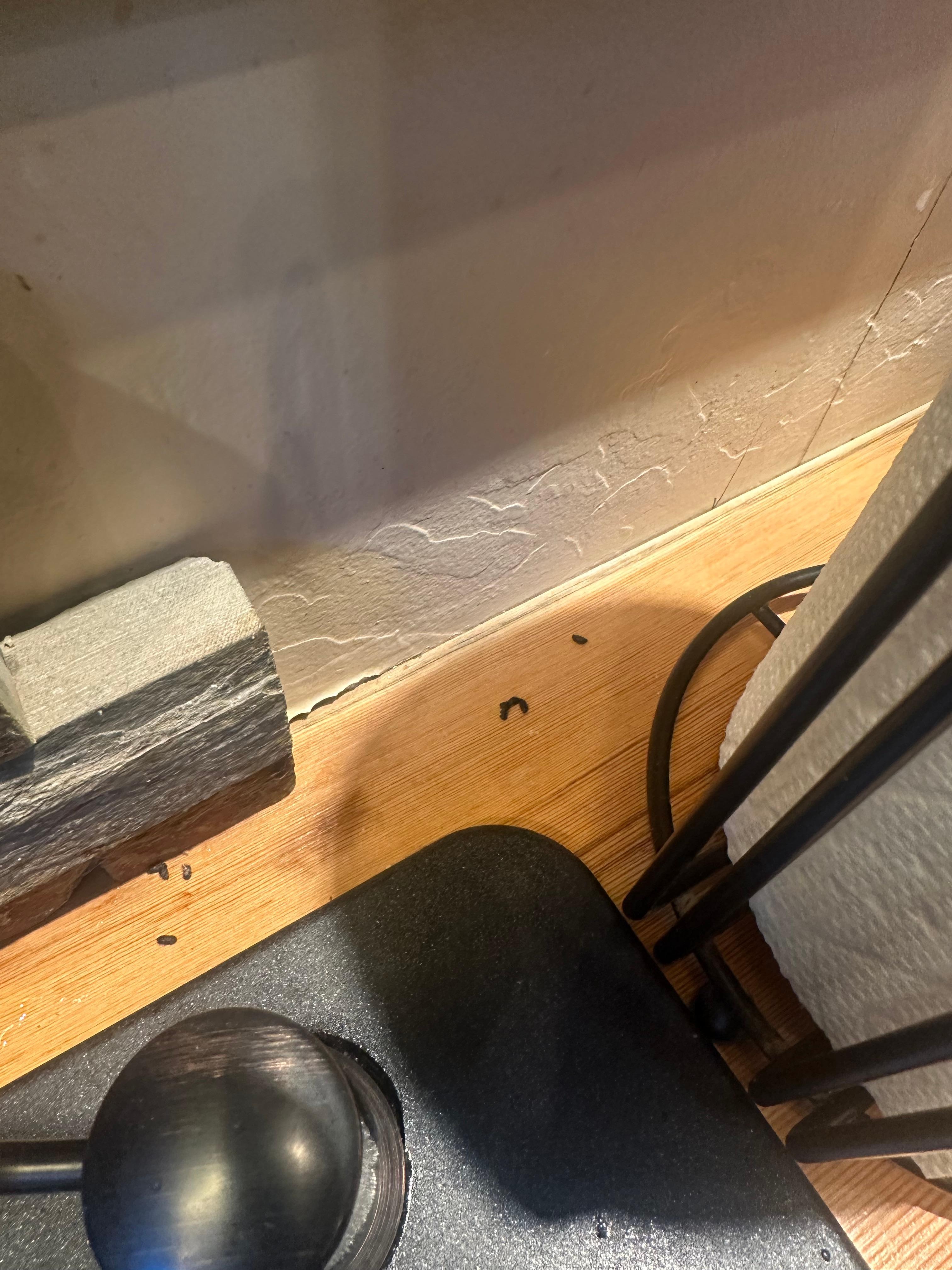Mouse feces on counter. This happened overnight. 