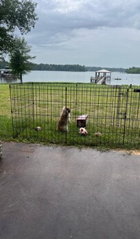 Our little bunbun enjoying some lake time!