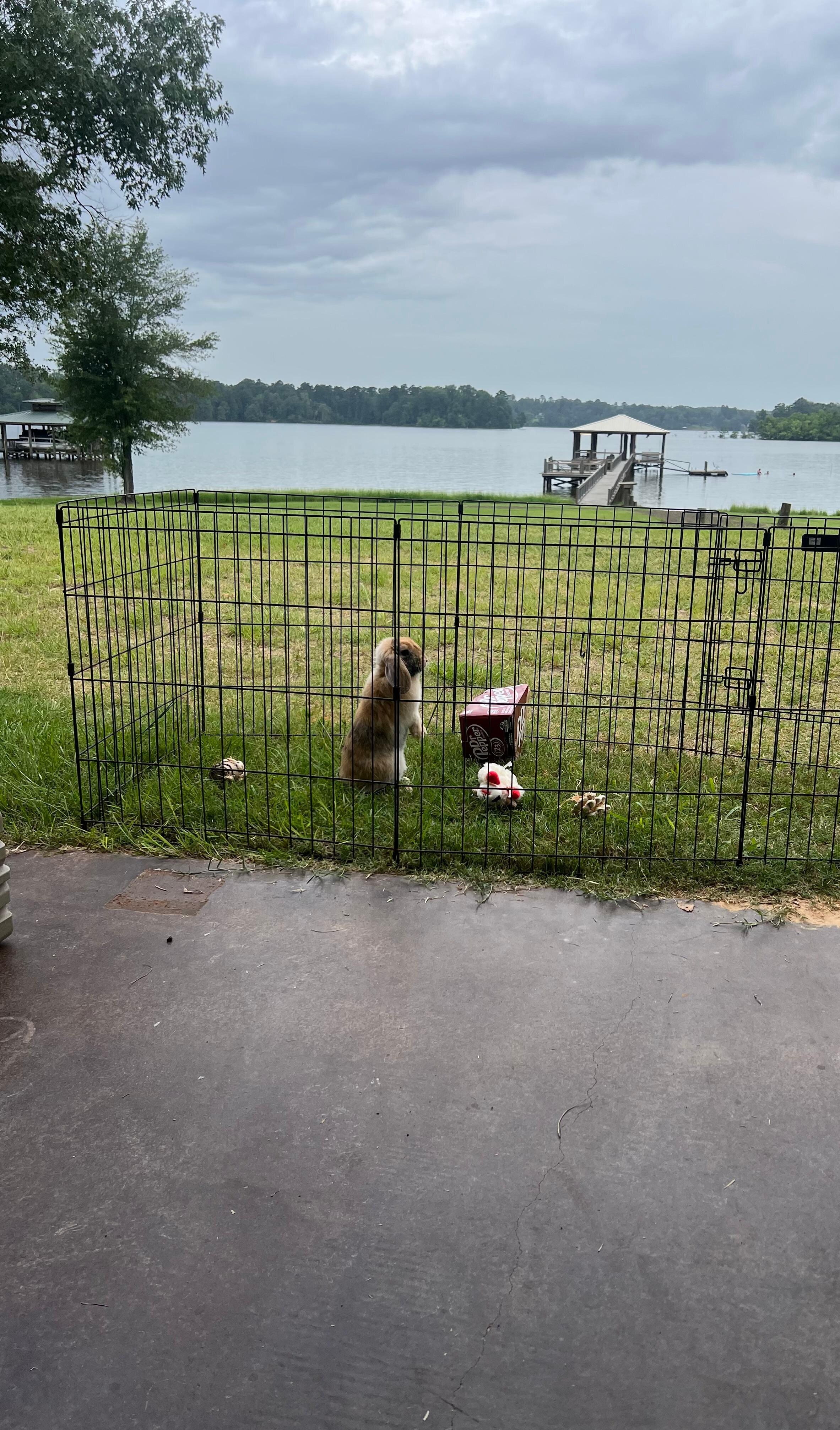 Our little bunbun enjoying some lake time!