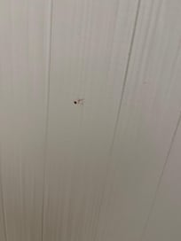 One shower had blood on the wall