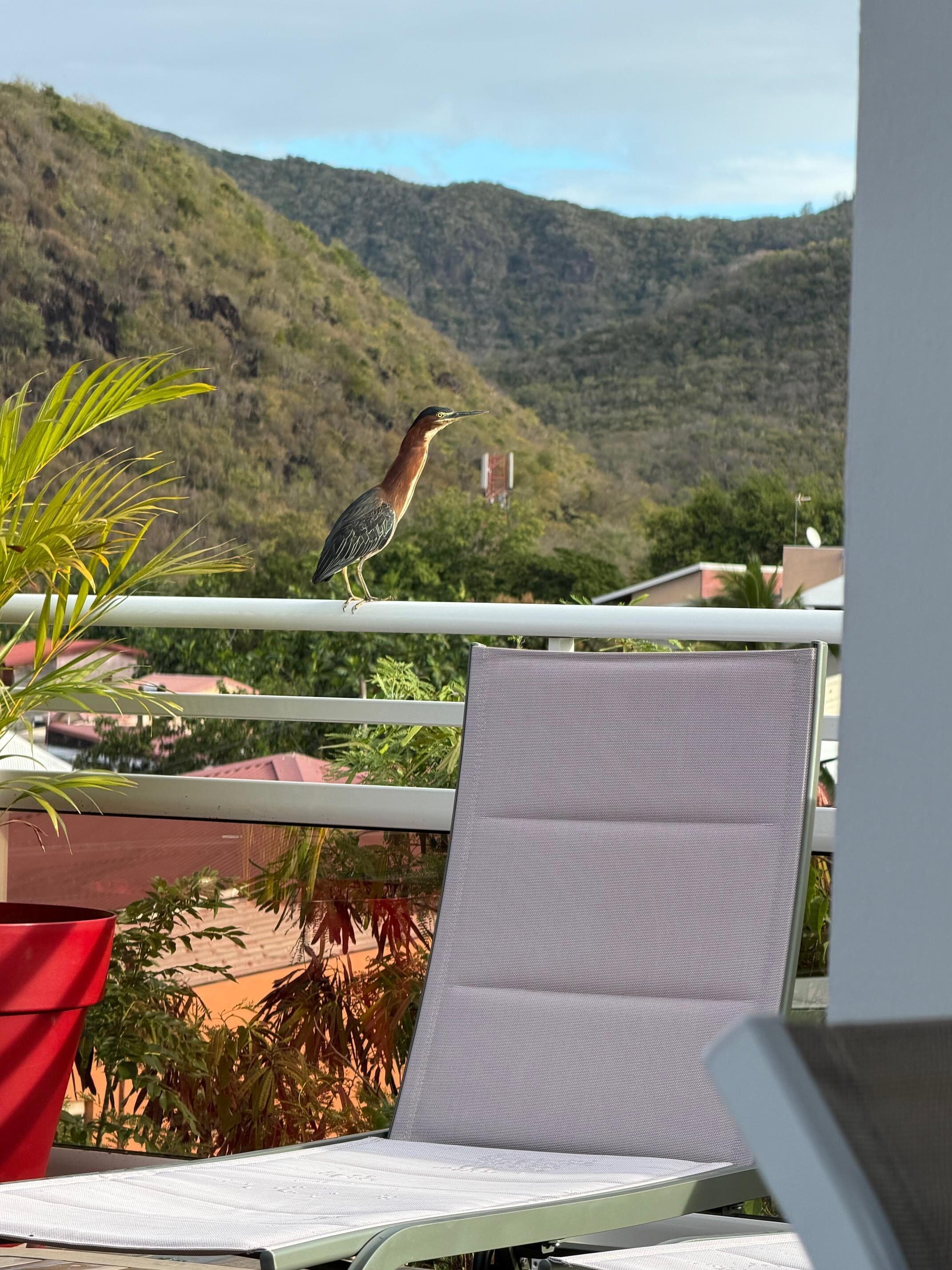 We had a friendly heron visit us once on the rail of the deck.