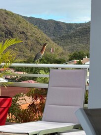 We had a friendly heron visit us once on the rail of the deck.