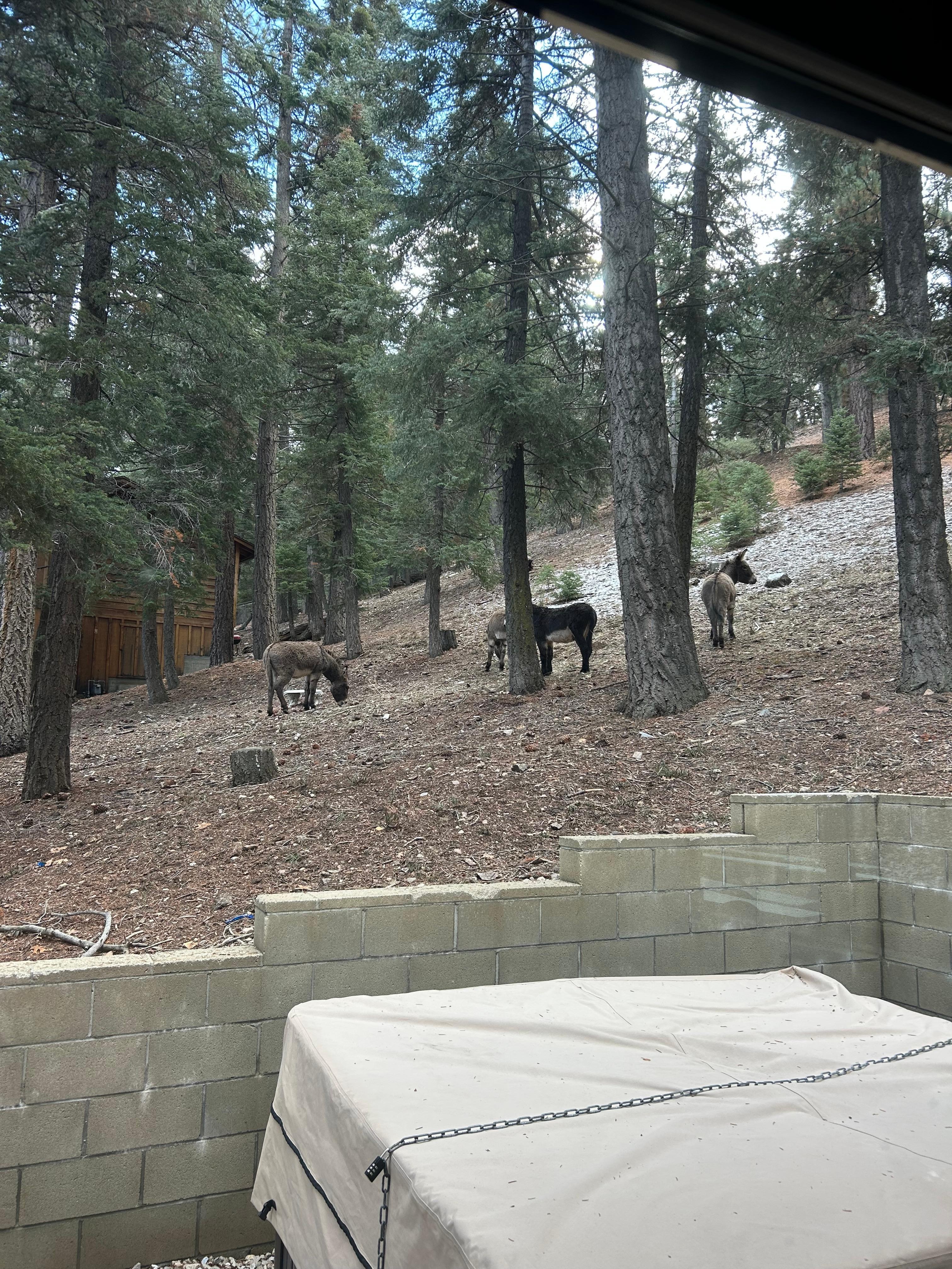 Wild donkeys in back
