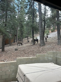 Wild donkeys in back