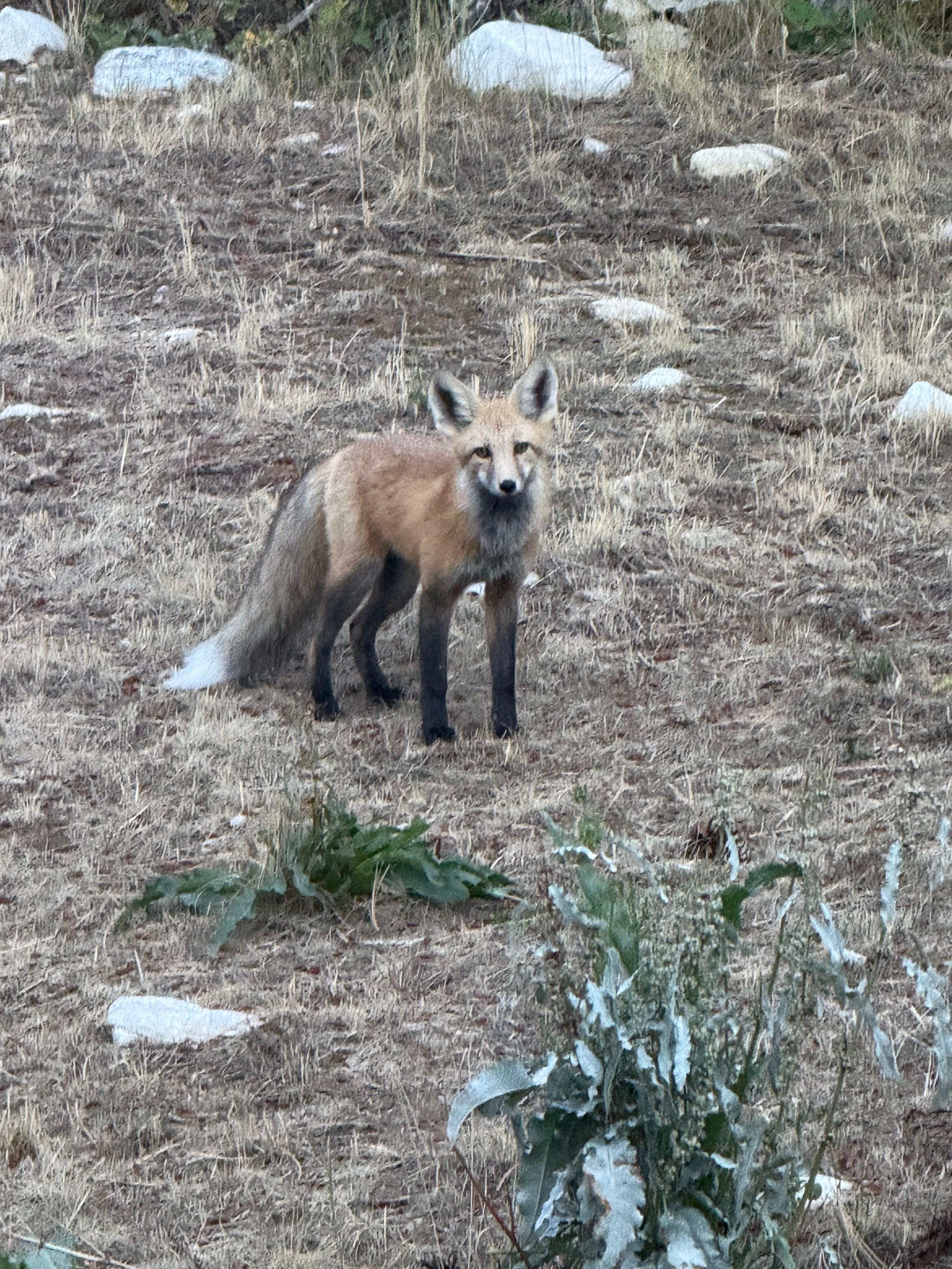 Little fox friend came to visit one night and a family of wild turkeys the next night 