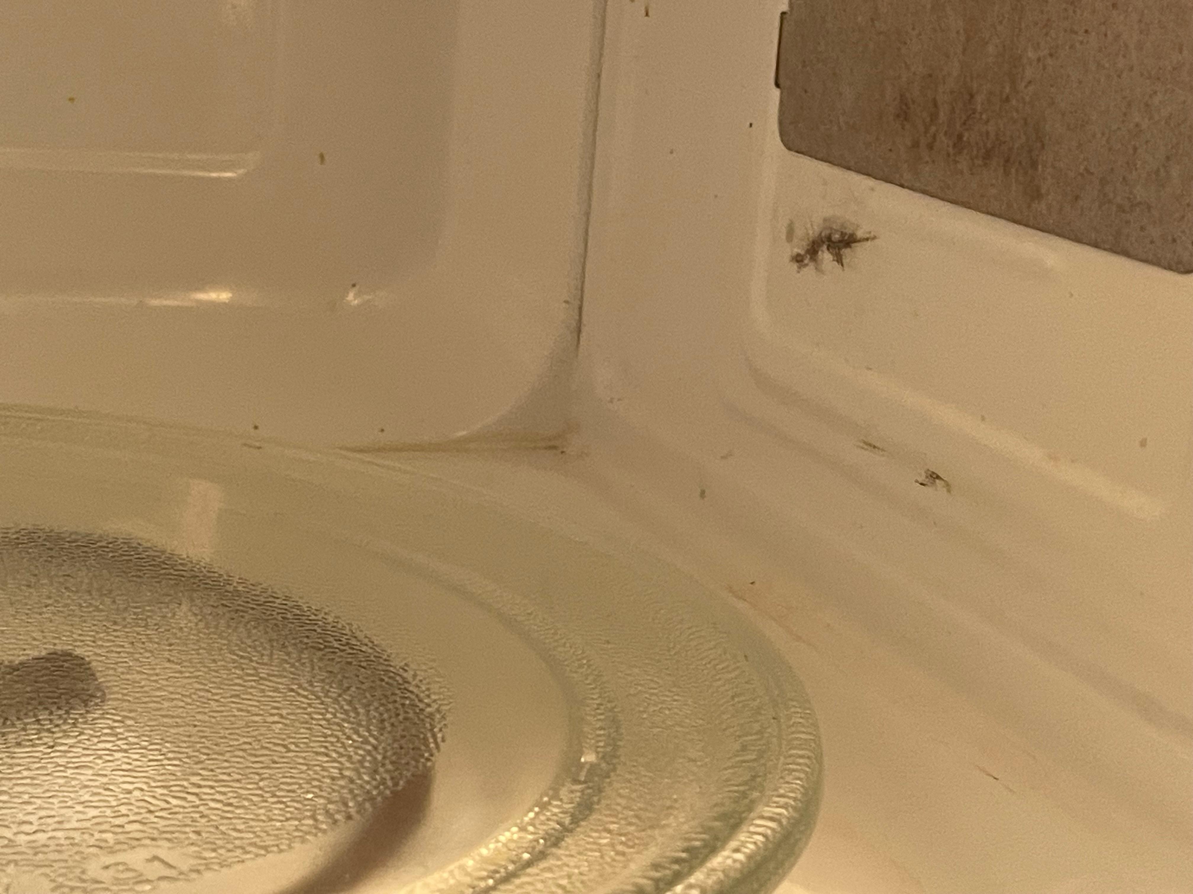 Cockroach that I had to kill inside the microwave
