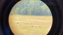 Grizzlys, spotted 11 in one field on tom miner road gardiner