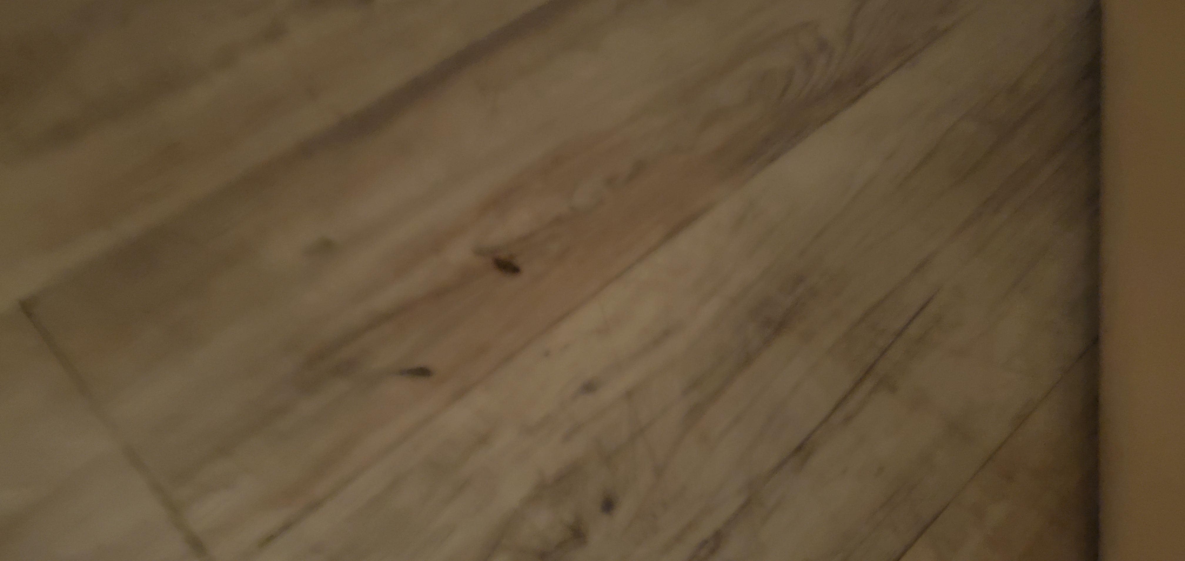 Greeted by 3 cockroaches