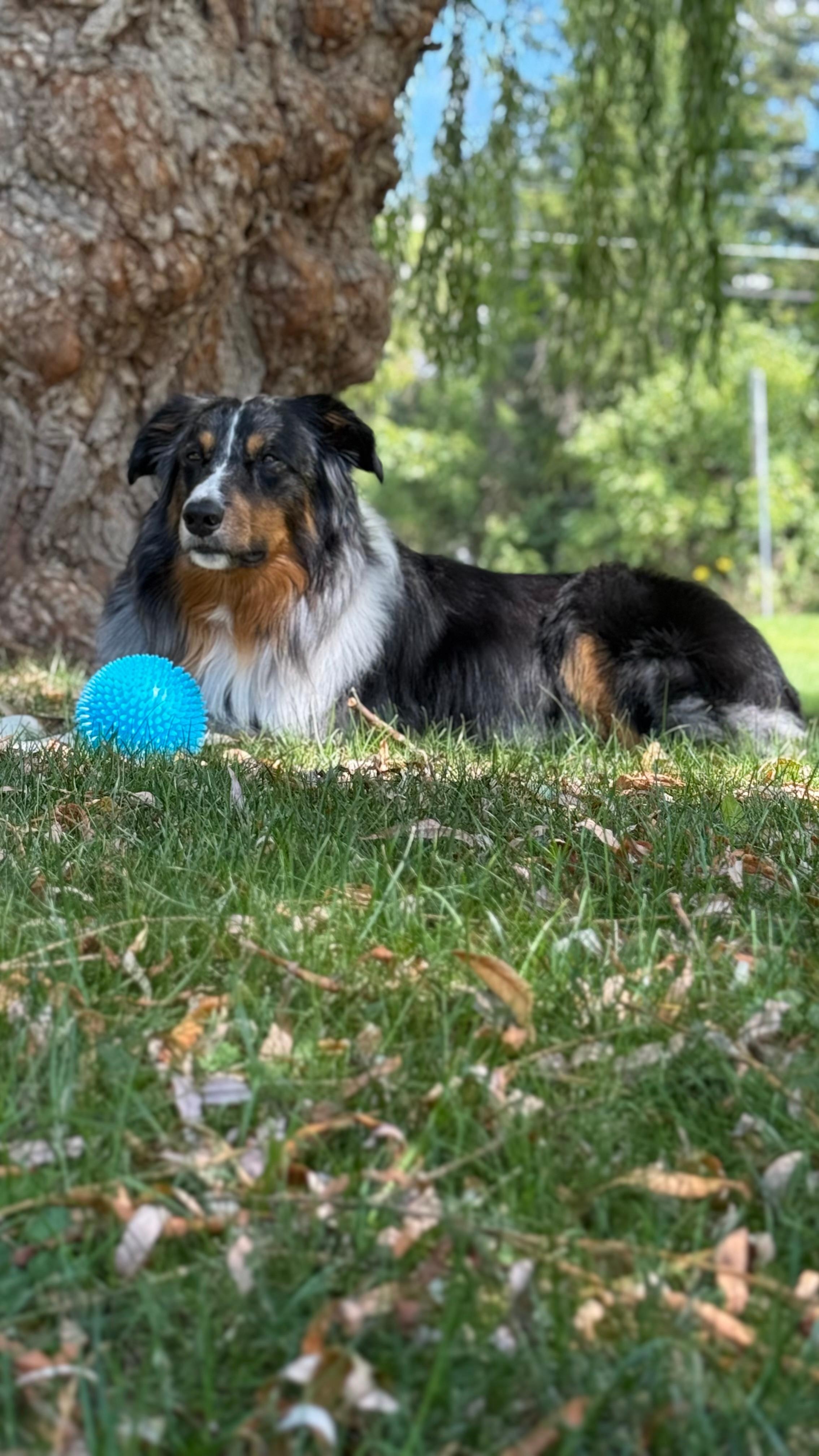 Loki under the gorgeous, massive willow tree in the front yard!