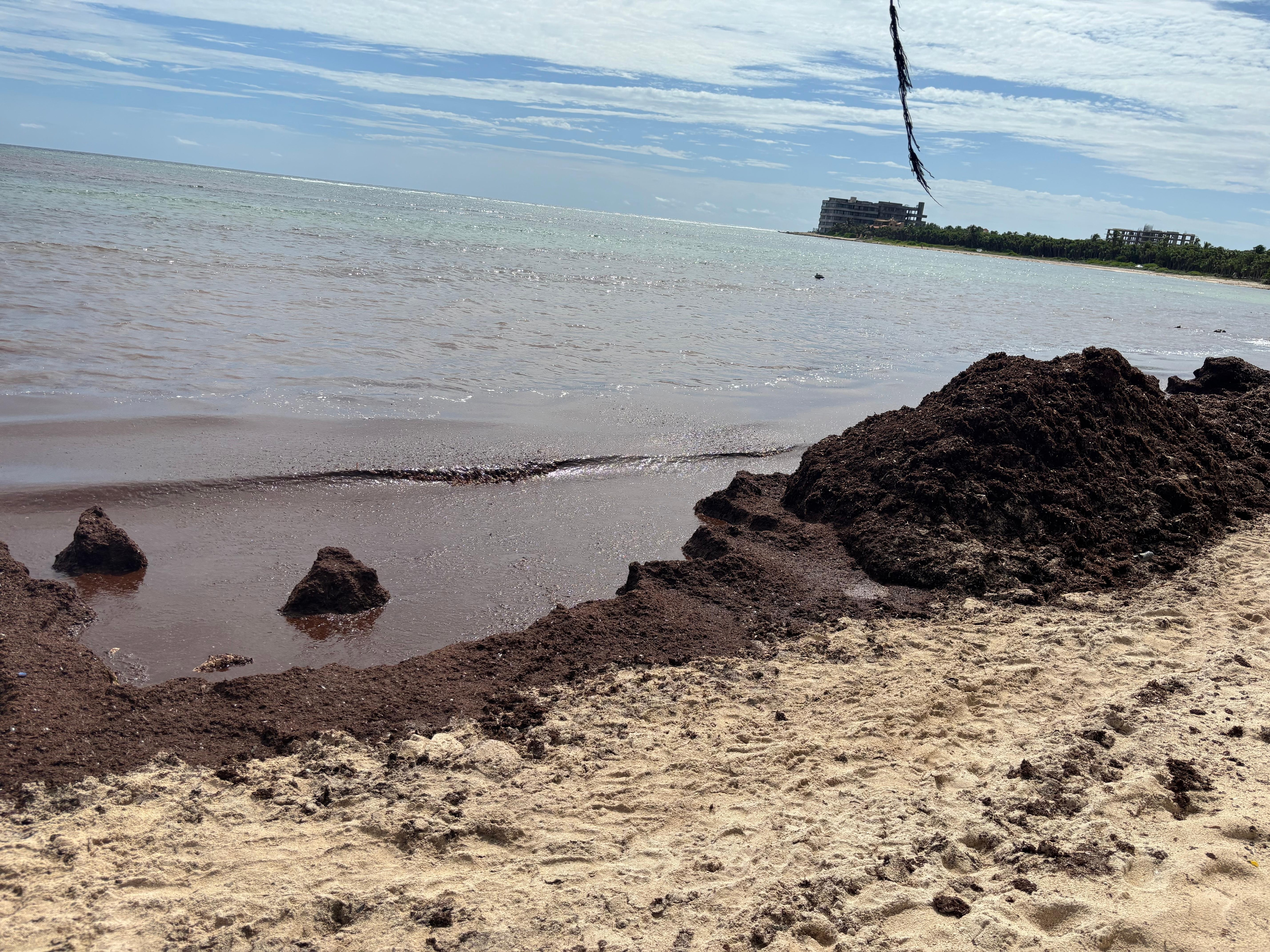 Seaweed piles in front of the villa beach