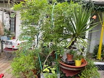 Nochmal der Garten