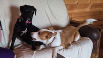Every vacation needs couch shenanigans.