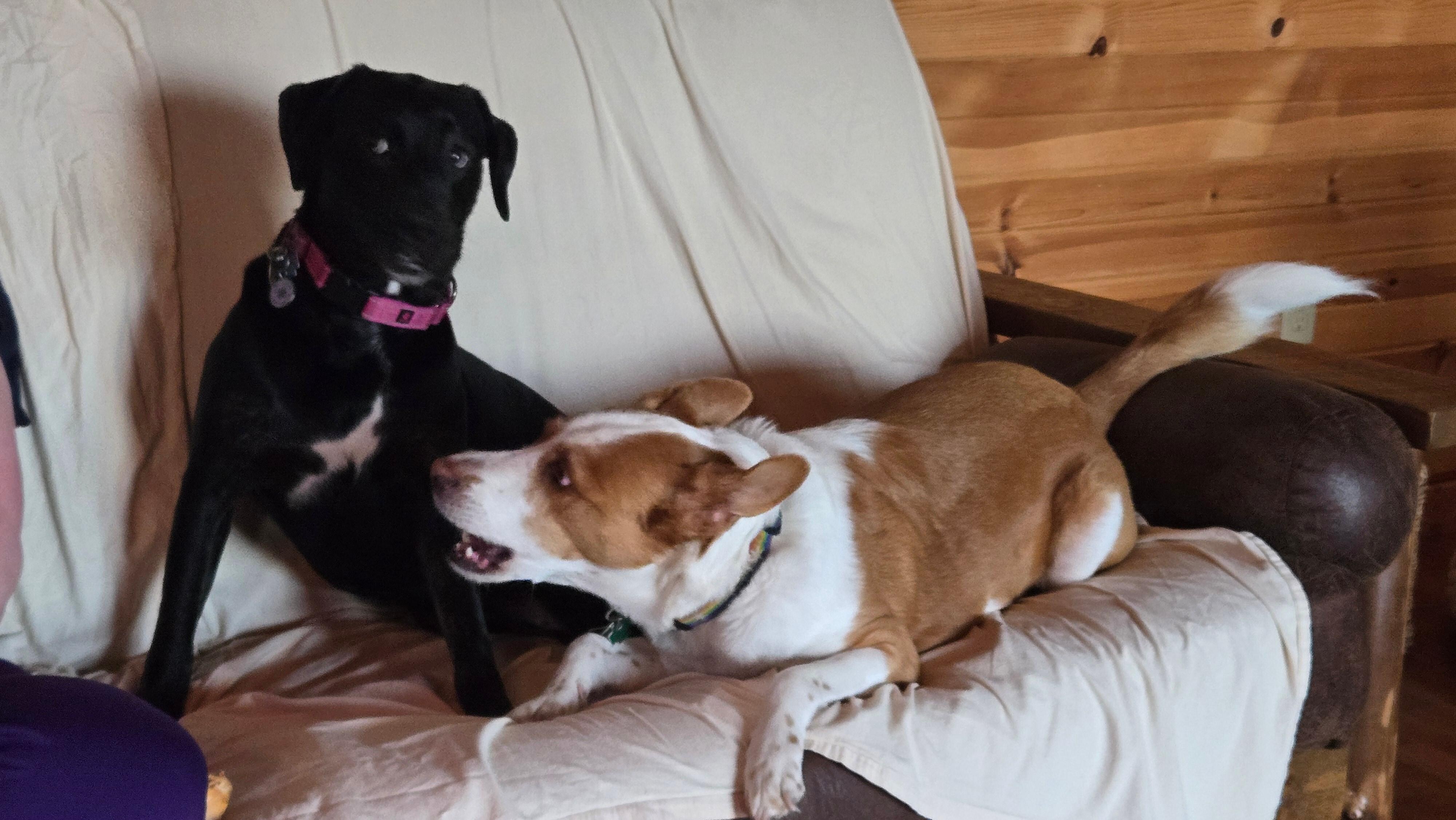 Every vacation needs couch shenanigans. 