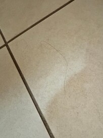 Hair