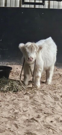 Cute cow