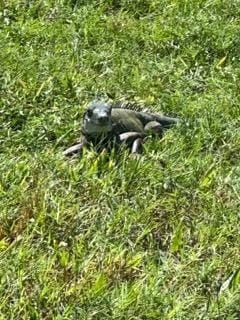 Seen this friendly little guy in front of our condo.