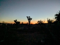 Sunrise picture from the backyard!