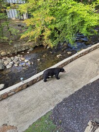 Saw bears on resort property every day!!!