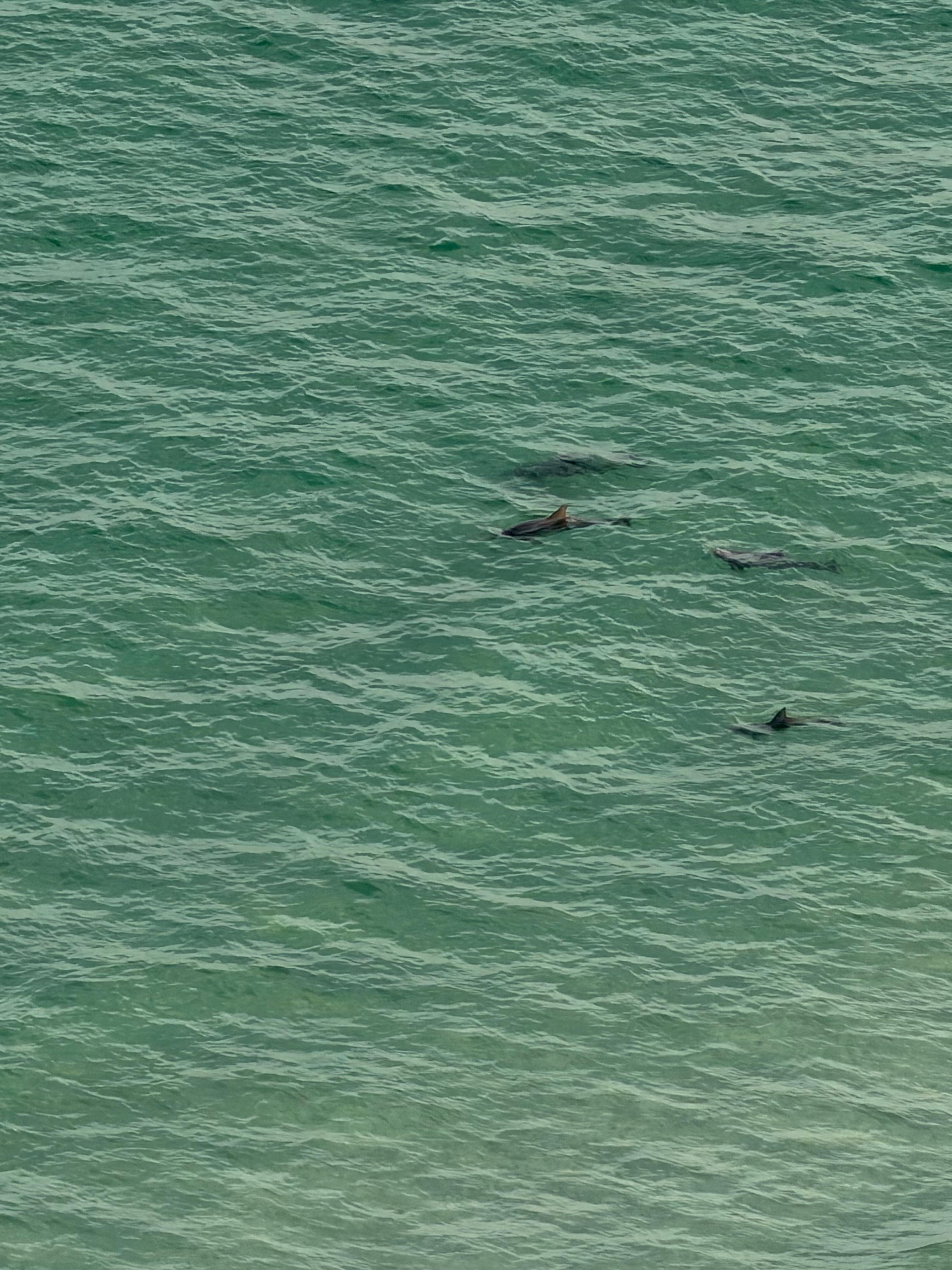 Dolphins from the balcony!