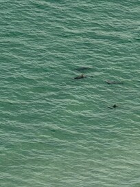 Dolphins from the balcony!