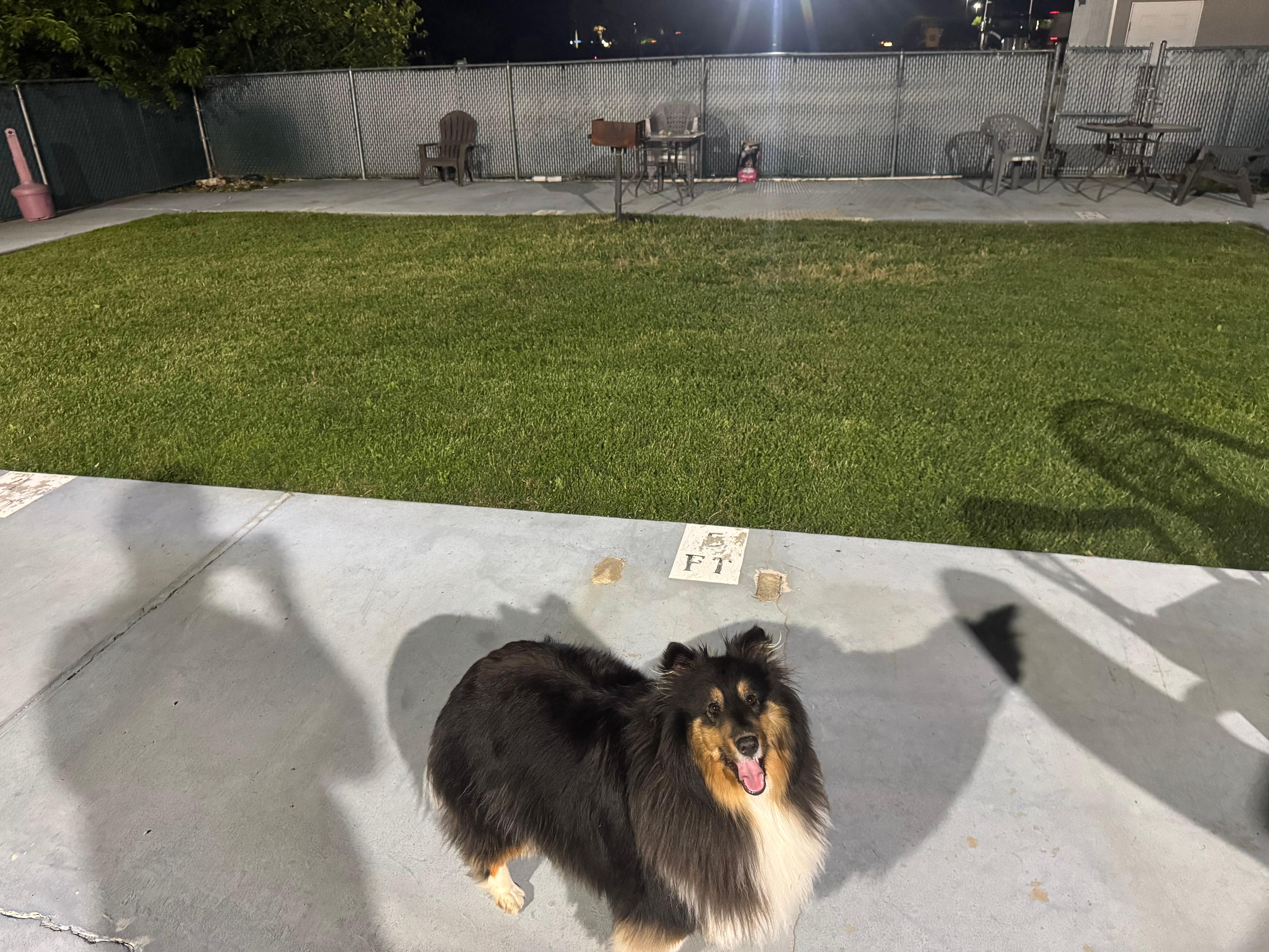 Little dog park 