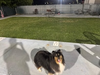 Little dog park