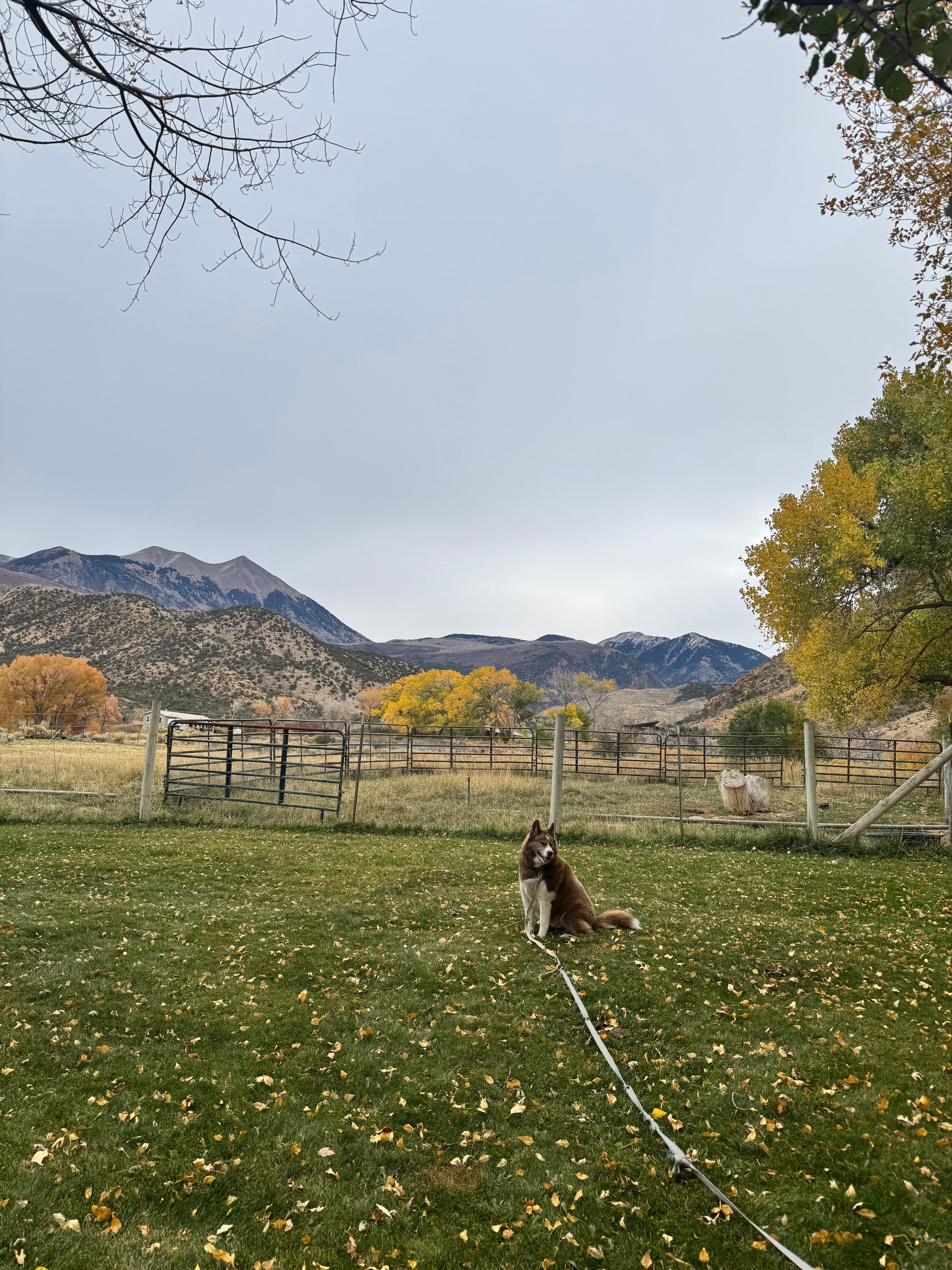 View out the back door #1