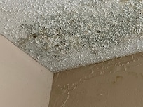 Black mold