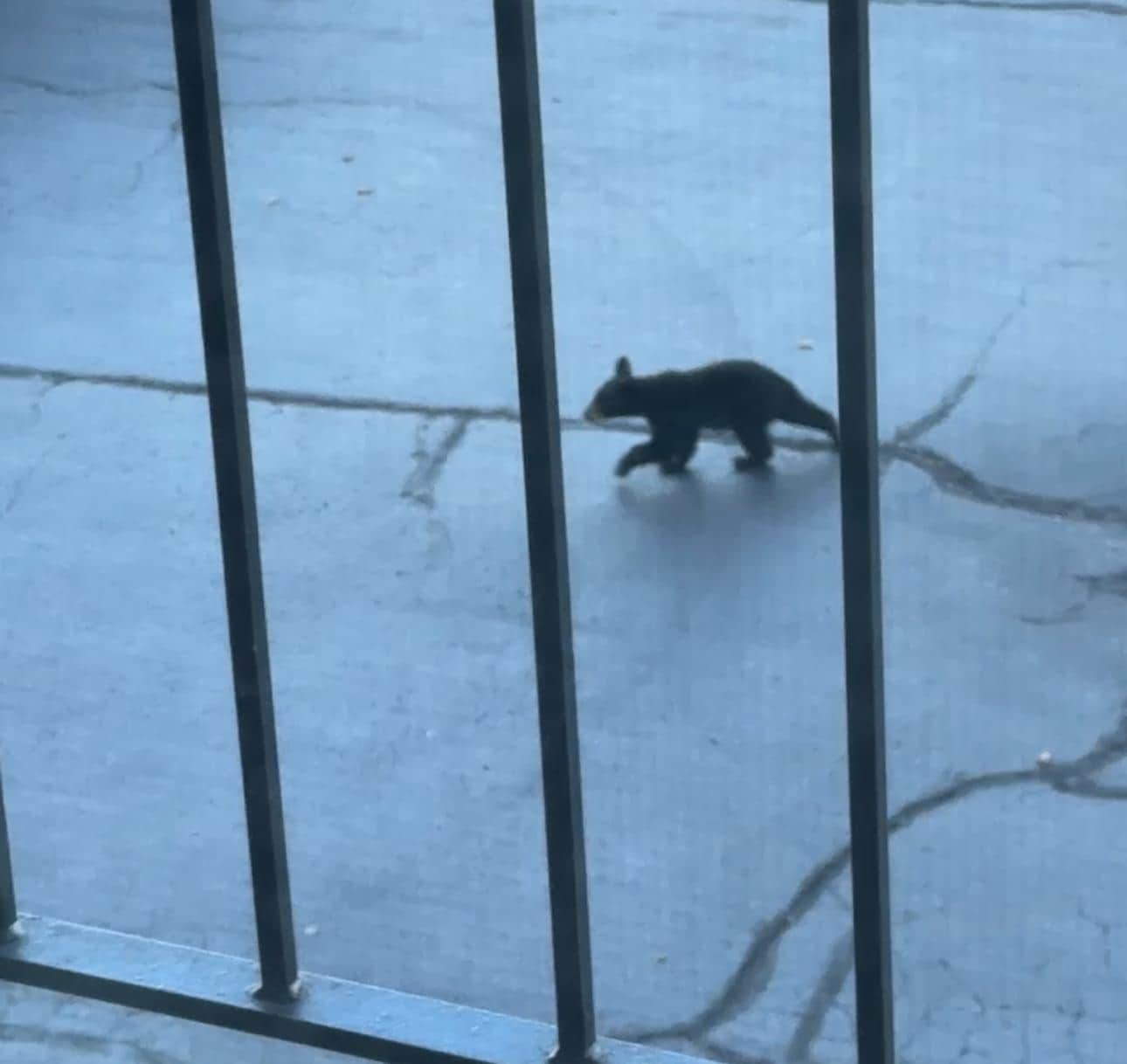 Bear cub that came to greet us shortly after arrival!