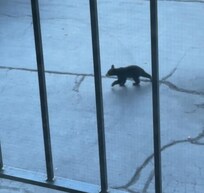 Bear cub that came to greet us shortly after arrival!