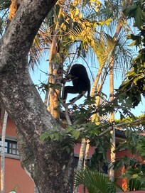 Visitor above our rented golf cart one morning.