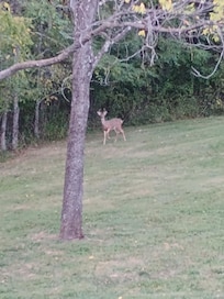 Lots of deer right in the back yard to watch multiple times a day